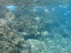 AT&Tのチャネルを抜けてすぐの岩礁で撮影。写っているのは「アカヒメジ」と「サージャントメイジャーダムゼルフィッシュ」。